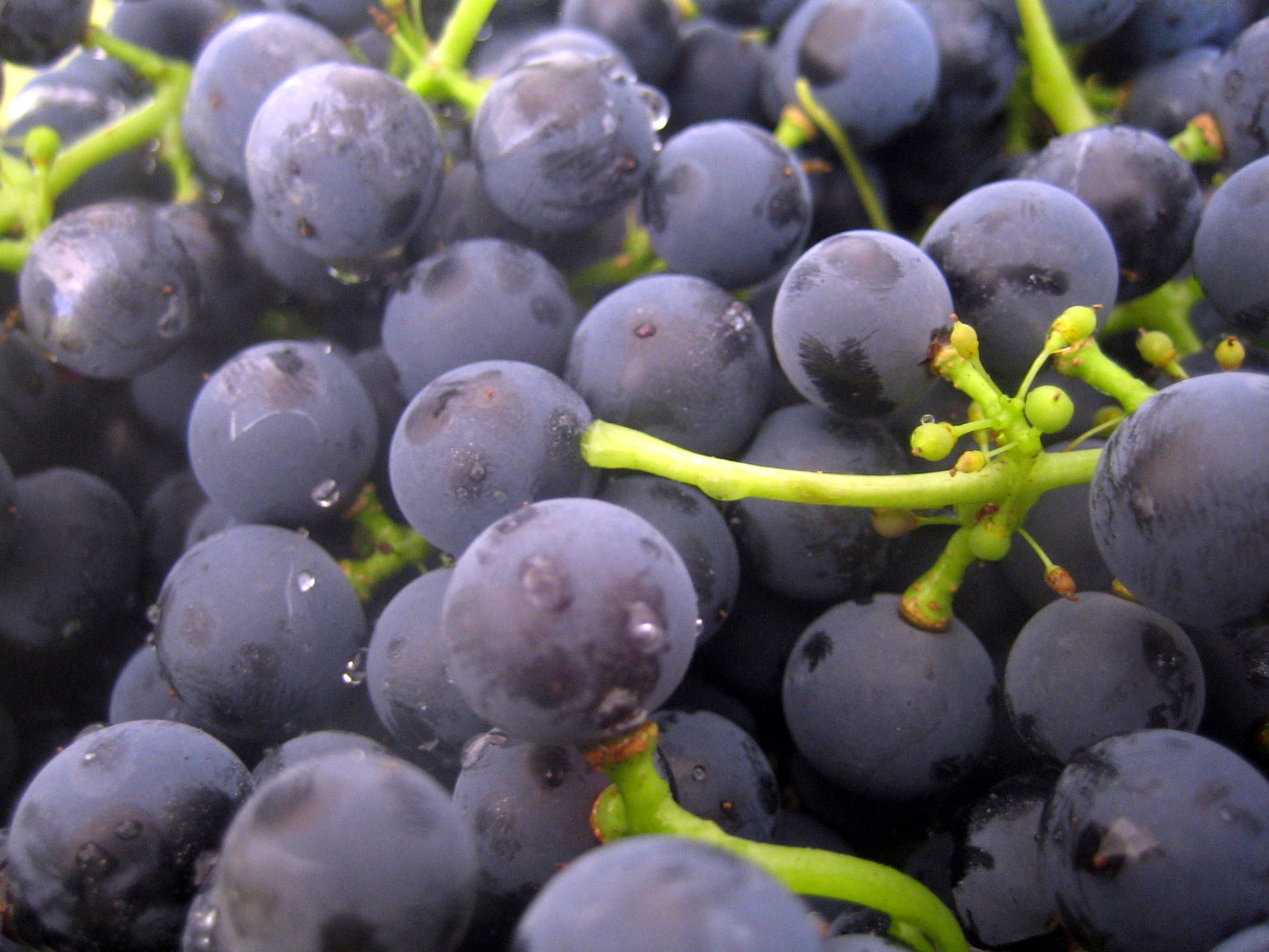 नाशिक, पुणे, सांगली येथील द्राक्ष बागायतदार शेतकऱ्यांसाठी वरदान ठरले ‘हे’ तंत्रज्ञान…!